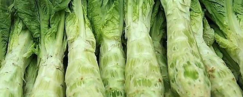 冬莴笋种植时间和方法
