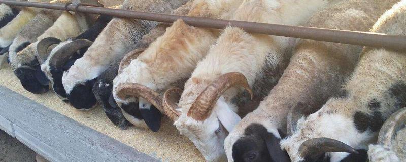 淘汰种公羊怎么去势