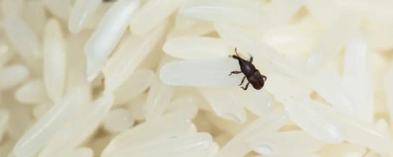 大米长虫怎么办