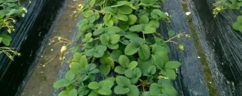 种草莓时覆盖地膜有什么作用