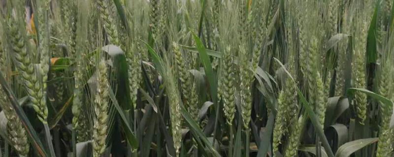 小麦赤霉病防治最佳时期