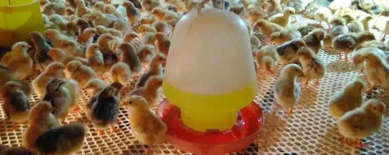 10℃温度一个月小鸡会冻死吗