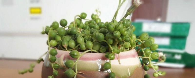 花卉佛珠养殖方法
