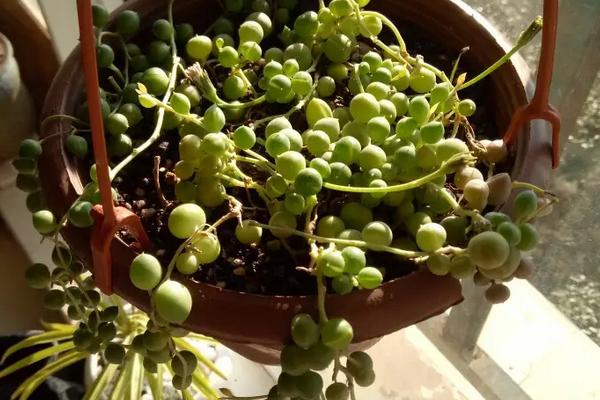花卉佛珠养殖方法，开花了需要掐掉吗