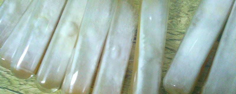 甘油菌种怎么复苏