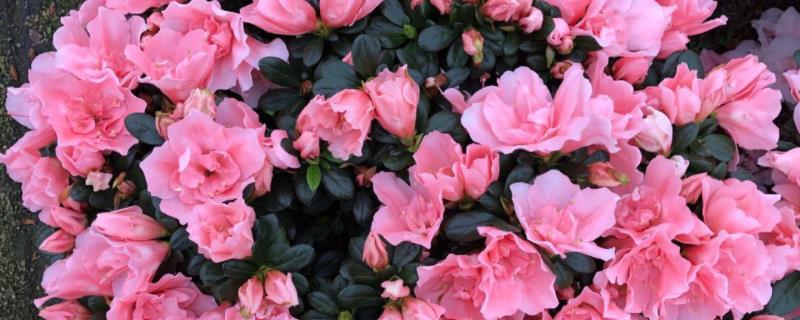 花卉杜鹃花养殖方法