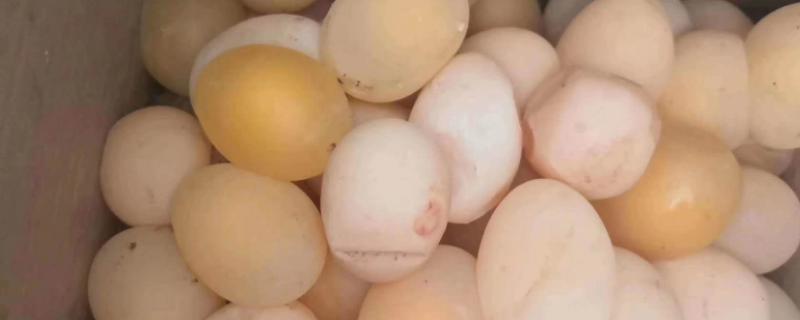 鸡生软蛋是怎么回事