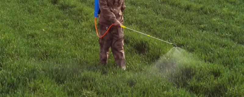 小麦田繁缕用什么除草剂
