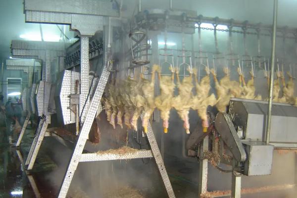 屠宰场杀鹅正确杀法，在家里怎么杀鹅去毛