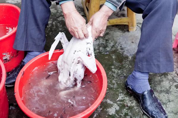 屠宰场杀鹅正确杀法，在家里怎么杀鹅去毛