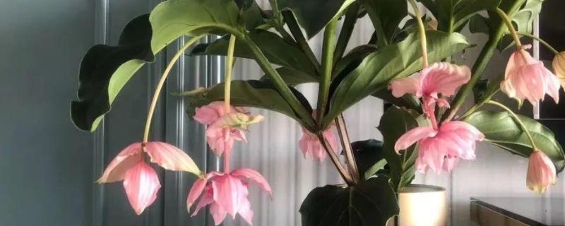 花卉宝莲灯的养护方法