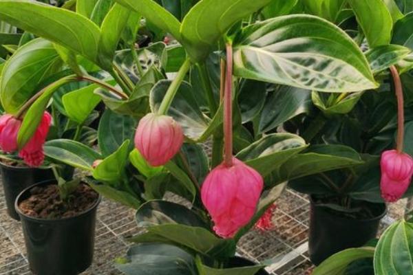 花卉宝莲灯的养护，附种植方法
