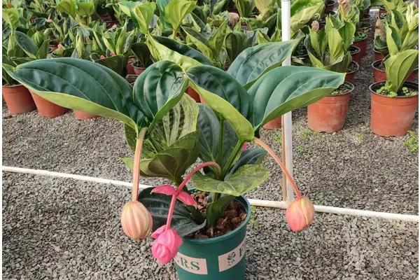 花卉宝莲灯的养护，附种植方法