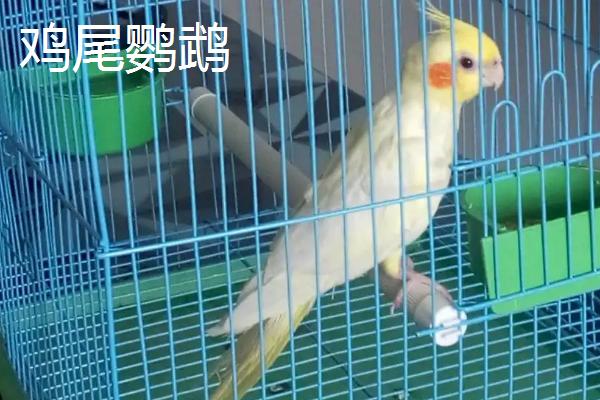 什么鹦鹉可以合法饲养，鹦鹉的寿命一般多少年