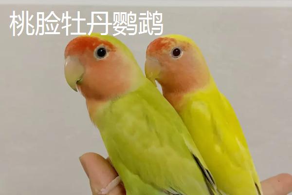 什么鹦鹉可以合法饲养，鹦鹉的寿命一般多少年