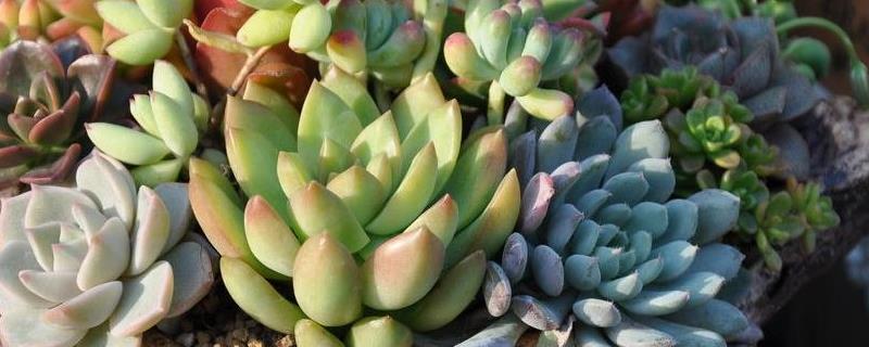花卉肉肉的养殖方法