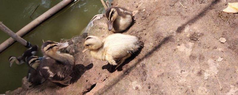 小鸭子死亡前兆
