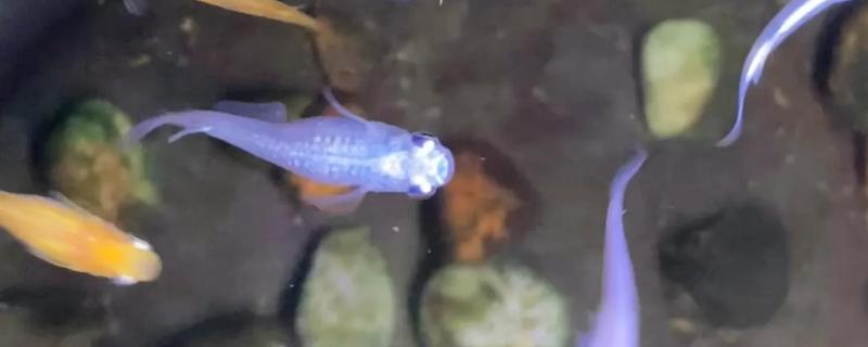 青鳉鱼卵要怎么孵化
