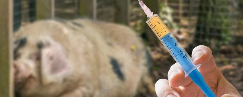 猪臀部注射正确位置
