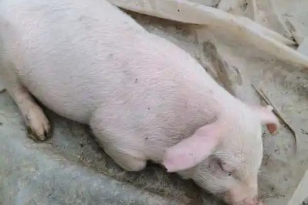 仔猪后腿站不起来怎么治疗，是什么原因引起的