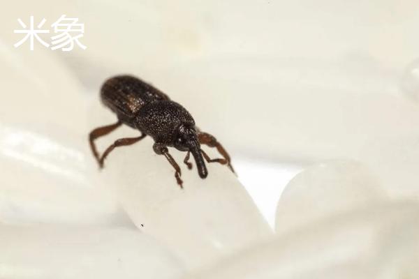 害虫室内生存三大条件，害虫有哪些