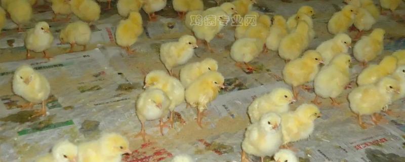 小鸡苗怎么养成活率高