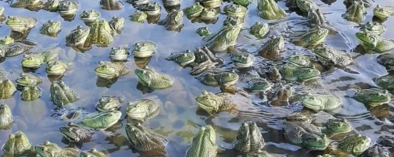 牛蛙是不是癞蛤蟆