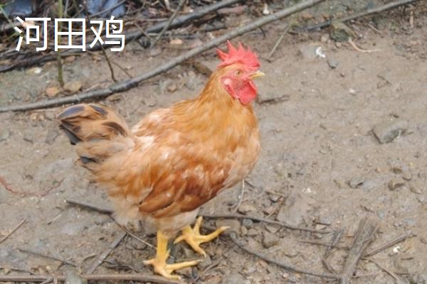 河田鸡和普通鸡的区别