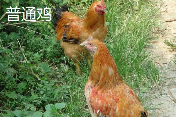 河田鸡和普通鸡的区别