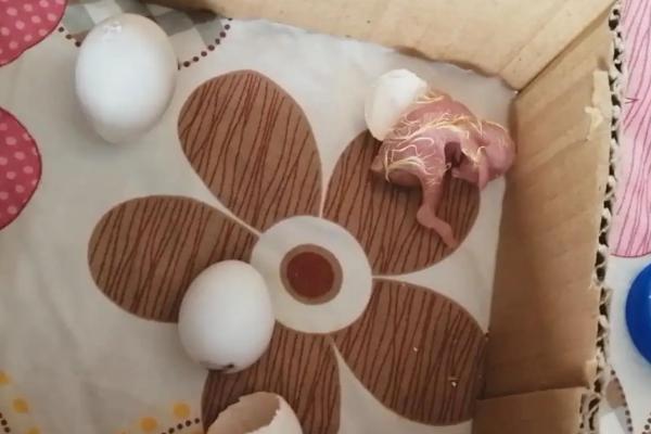 在家如何孵小鸡，孵小鸡需要多少天
