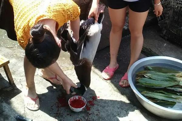 鹅为什么不能在家里杀，如何杀鹅又快又干净