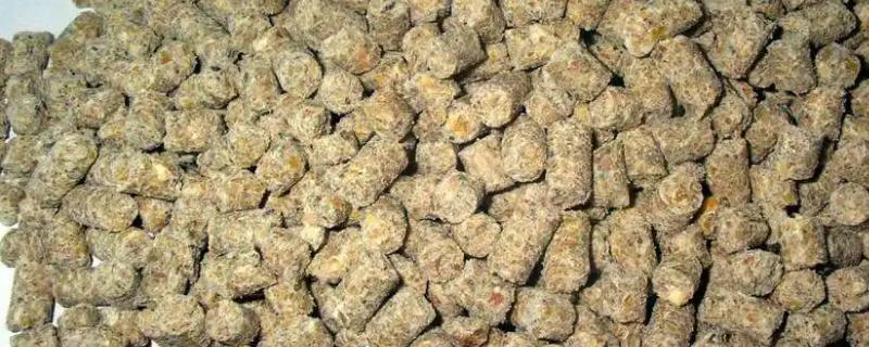 养猪饲料有哪些