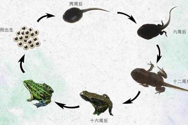 蝌蚪生长周期