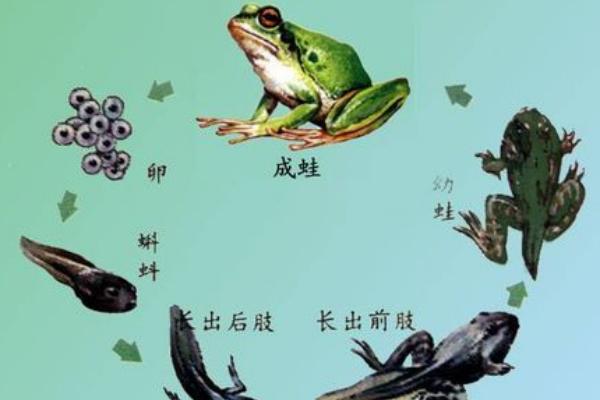 蝌蚪生长周期