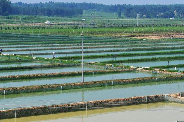 养小龙虾方法