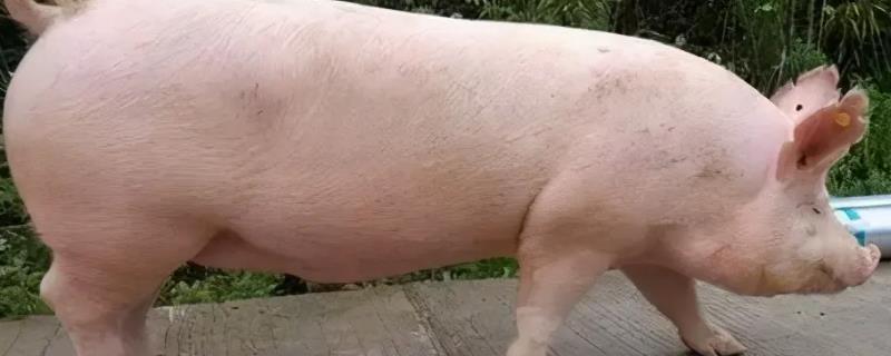 如何进行后备猪的选留
