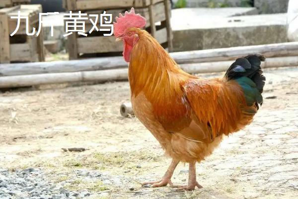 鸡是什么
