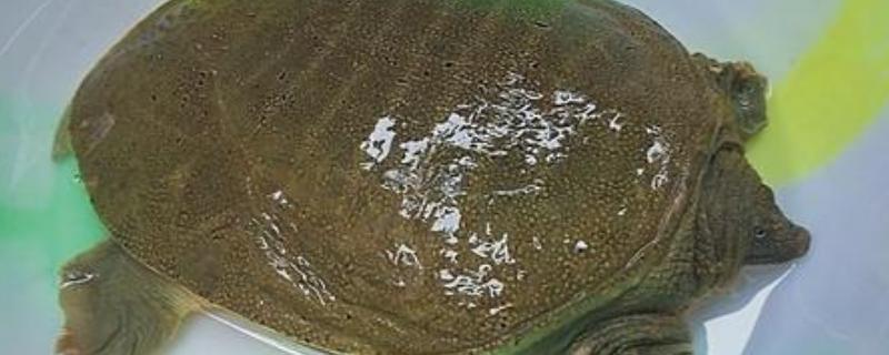 甲鱼怎样养能多活几天