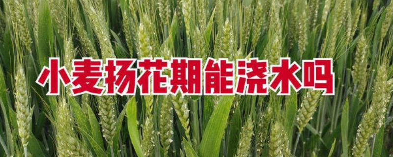 小麦养花期能浇水吗
