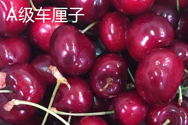 车厘子尺寸