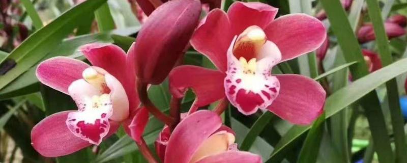花卉墨兰的养殖方法