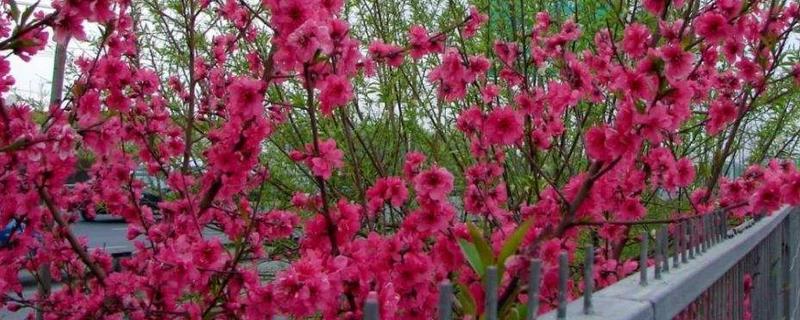 红叶碧桃简介