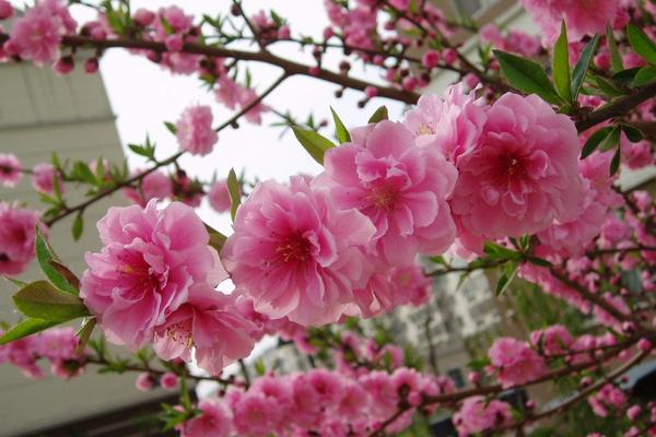 碧桃花期