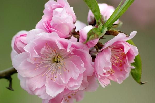 碧桃花期