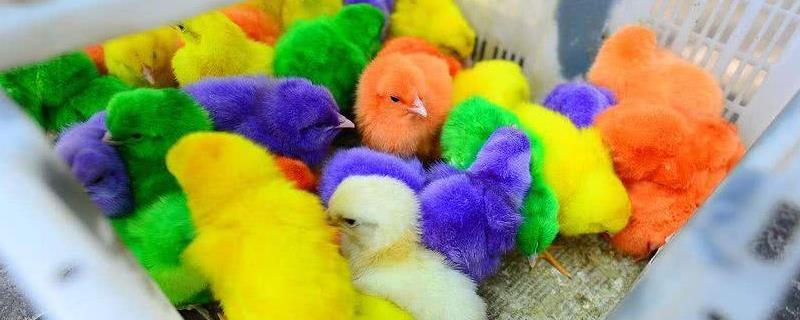 染色的小鸡养得活吗