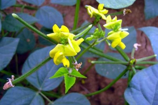 绿豆会开花吗