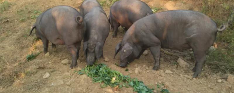 养猪如何降低饲料成本