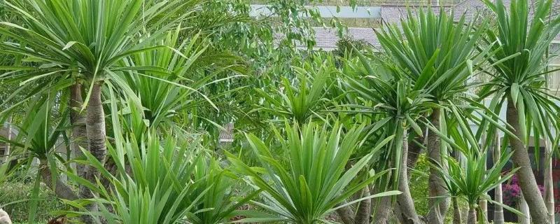 花卉龙血树的养殖方法