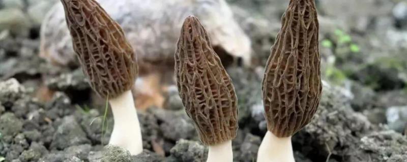羊肚菌的种植方法栽培技术