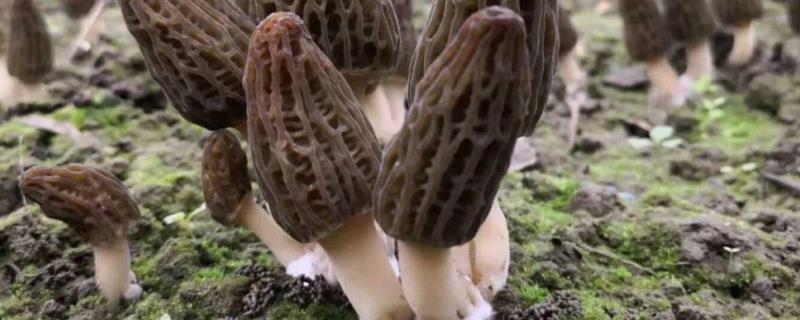 羊肚菌出菇期管理方法